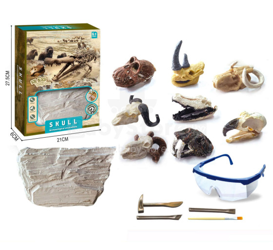 EXCAVATIONS ANIMAL SKULL ARCHAEOLOGIST