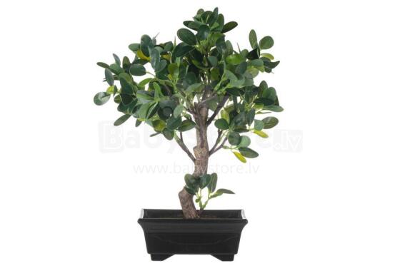 4 Gyvas fikuso bonsai