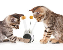 Tumbler Swing Toys for Cats