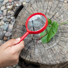 Wonders Of Nature Magnifying Glass, Rex London