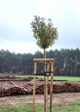 Atbalsta mietu komplekts kokiem Ø5cm, 250 cm