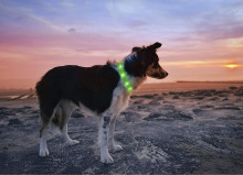 Anicoll LED Collar for Dogs and Cats Green