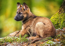 CASTORLAND puzzle Puppy in the Forest, 120 el. B-13258-1