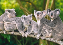 CASTORLAND puzzle Family of Koalas, 120 el. B-13289-1