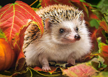 CASTORLAND puzzle Hedgehog in Autumn Leaves, 180 el.  B-018338