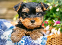 CASTORLAND puzzle Puppy on a Picnic, 300 el. B-030187