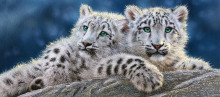 CASTORLAND puzzle Snow Leopard Cubs, 600 el.  B-060115