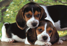Puzzle 500 HQC BEAGLE KAIŠKIAI Plakatas Clementoni 35536