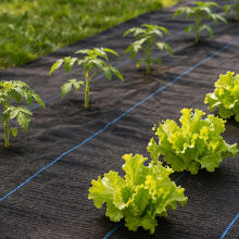 Black UV-resistant agro fabric 150 g/m² weed control mat 1.6×50 m, pins, MultiGarden
