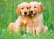 Ravensburger Puzzle 500 Pieces: The Golden Retrievers